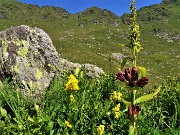 33 Gentiana purpurea (Genziana porporina) con vista sulla Bocchetta di Budria 